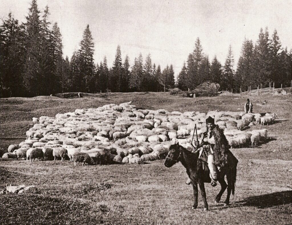 Despre oi şi oierii de demult